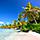Beach and Palm Trees during the Summer Time